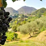 Alloggio per agriturismo Colle Del Barbarossa *