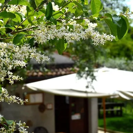 Colle Del Barbarossa Farm stay Teolo